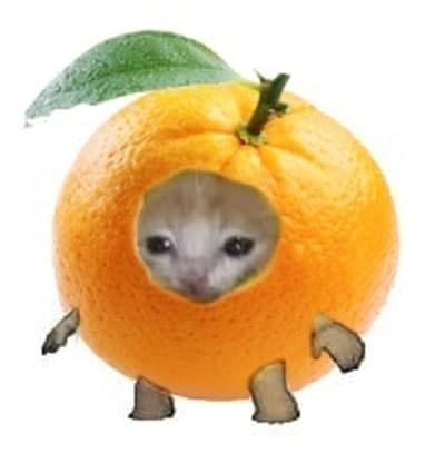 mikan_cat